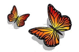 Pair of butterfly